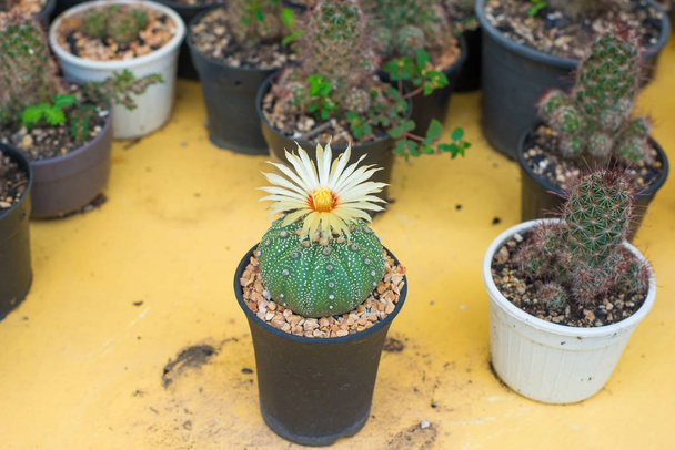 Astrophytum asterias cactus met bloem op pot - Foto, afbeelding