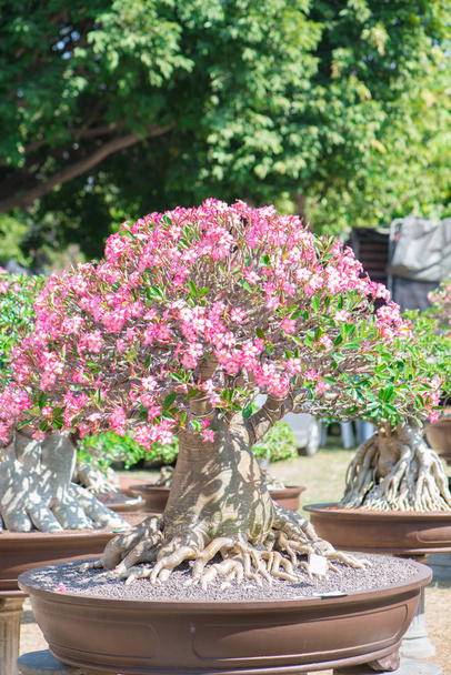Árvore de adénio ou rosa do deserto em vaso de flores em estilo bonsai
 - Foto, Imagem