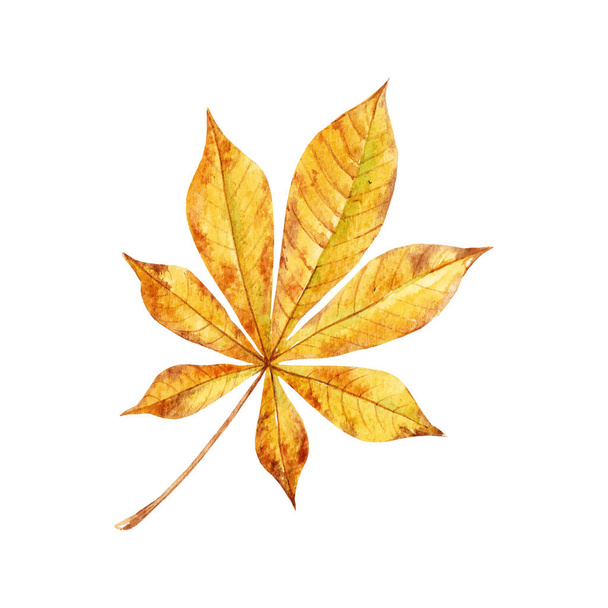 Acuarela caída hojas vector conjunto
 - Vector, imagen