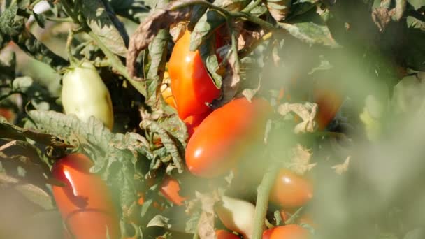 zaměřit se na čerstvá rajčata - Záběry, video