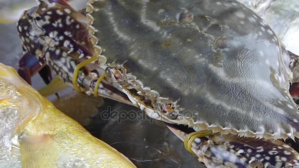 Lahodný krab & croaker Pomfret ryby, v rámci číselníku plate.fisheries led zmrazený. - Záběry, video