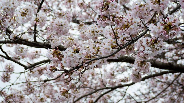 Close - up of Japan Kwiat wiśni w sezonie wiosennym w Japonii - Zdjęcie, obraz
