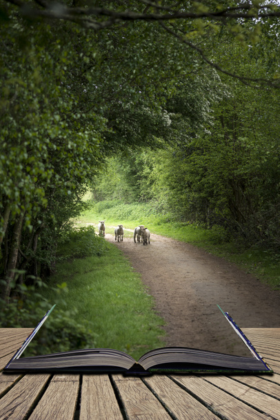 Piękna wiosna młodych jagniąt, grając w angielskiej wsi ziemi - Zdjęcie, obraz