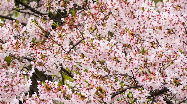 Japonia Kwiat wiśni fullbloom w sezonie wiosennym w Japonii - Zdjęcie, obraz
