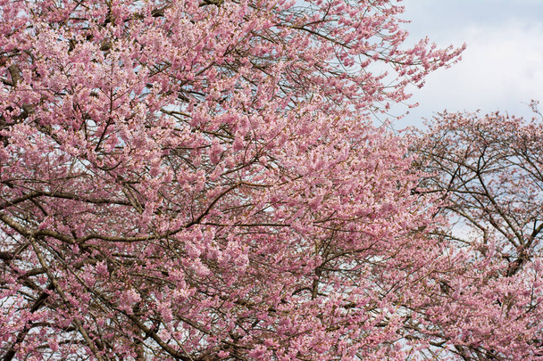 Grupo de Japón Flor de cerezo en primavera en Japón
 - Foto, imagen