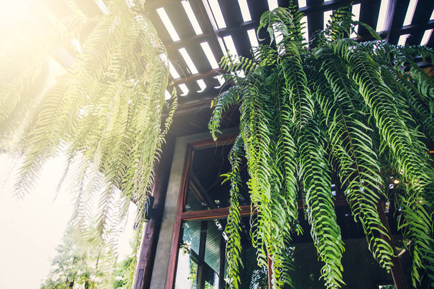 Boston Fern is a very popular house plant,often grown in hanging baskets or similar conditions. - Photo, Image