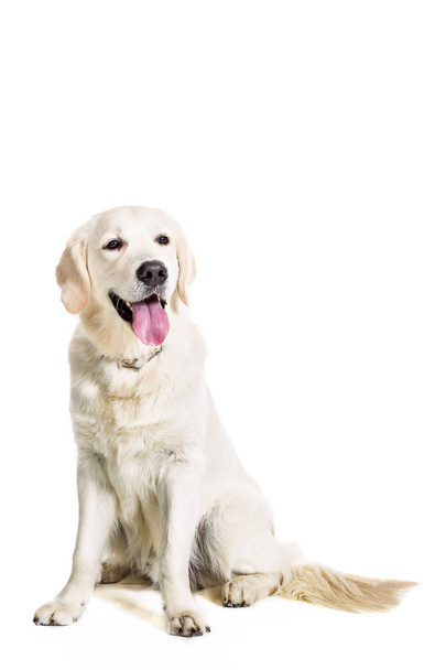 白い背景の上のラブラドル ・ レトリーバー犬 - 写真・画像