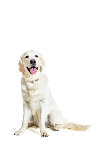 Labrador Retriever on white background - Valokuva, kuva