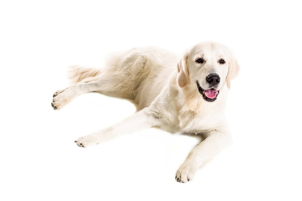 Labrador retriever na białym tle - Zdjęcie, obraz
