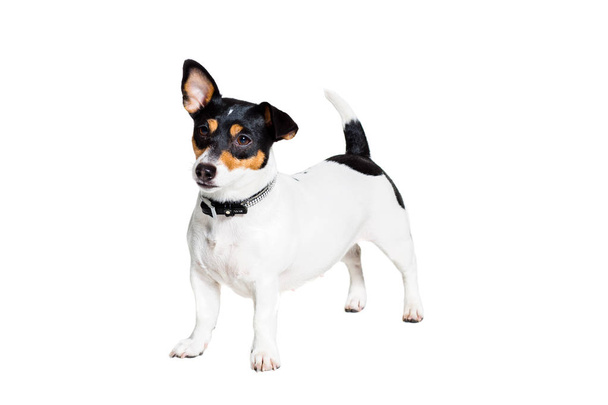 Jack Russell terrier, elszigetelt fehér - Fotó, kép