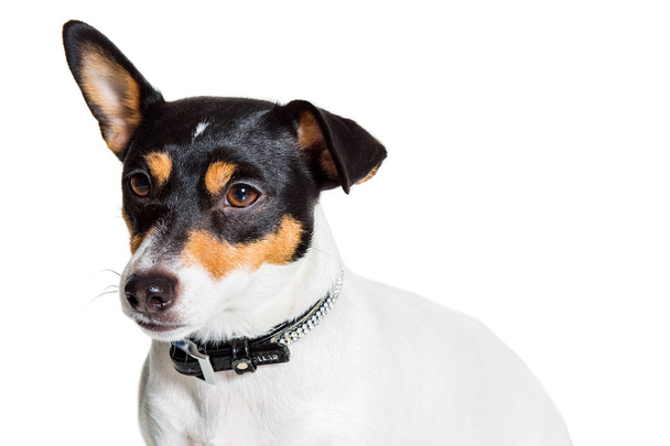 Jack Russell terrier, elszigetelt fehér - Fotó, kép