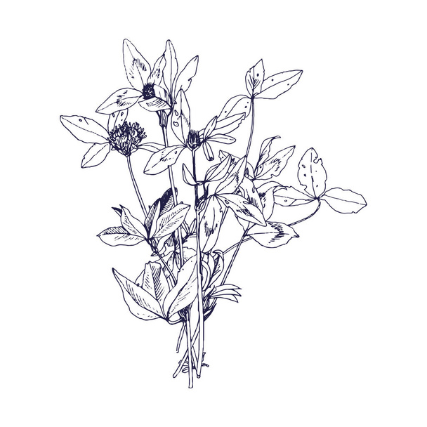 Background with drawing herbs and flowers - Vecteur, image