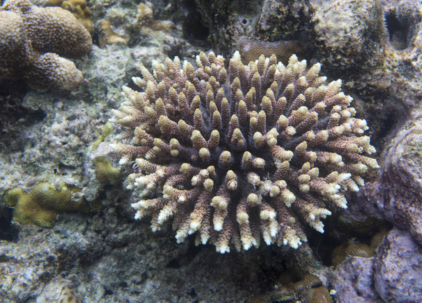 Acropora coral indoensiai-ban - Fotó, kép