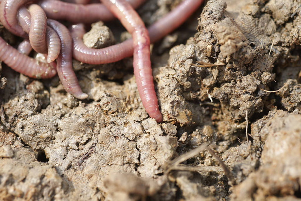 Земляные черви в плесени, макрофото
 - Фото, изображение