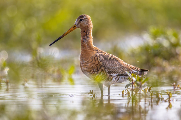 Uferschnepfe Watvogel in natürlichem Sumpflebensraum - Foto, Bild