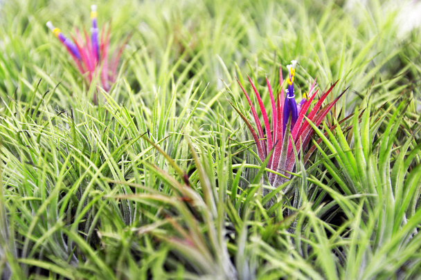Aechmea fasciata, Bromeliad texture, Background - Photo, Image