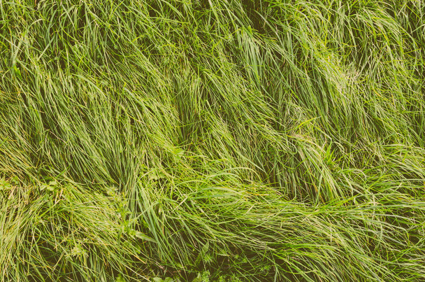 Long green grass in summer season - Fotoğraf, Görsel