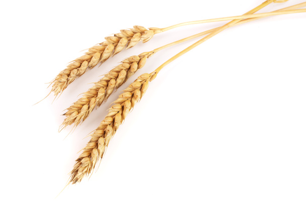 три колосьев пшеницы изолированы на белом фоне. Вид сверху
 - Фото, изображение