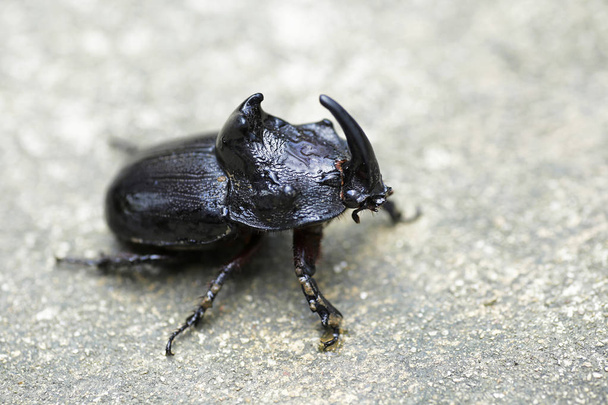 Rhinoceros Beetle (Oryctes nasicornis) With Beautiful Background - Photo, Image