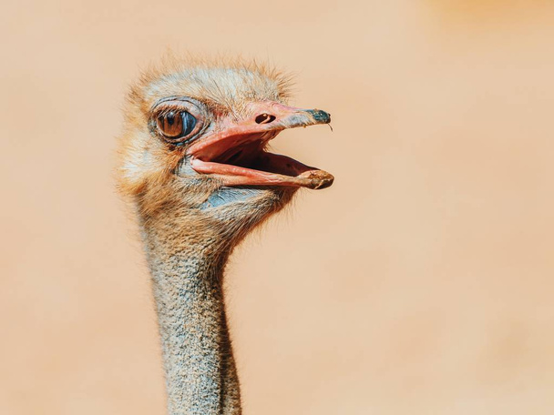 Lustiges Straußenvogel-Porträt - Foto, Bild