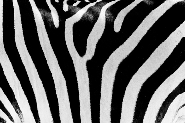 Black And White Zebra Skin Texture - Photo, Image