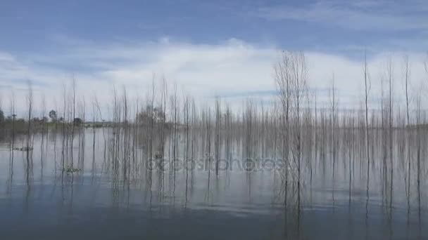 мертвое дерево в озере  - Кадры, видео