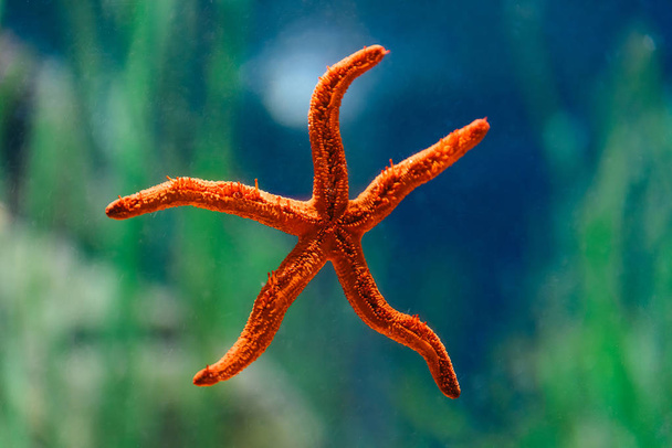 Красные звезды в аквариуме
 - Фото, изображение