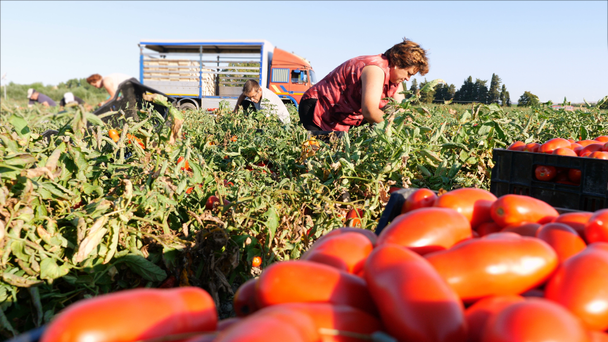 plukken van de tomaten in ten zuiden van Italië - Video