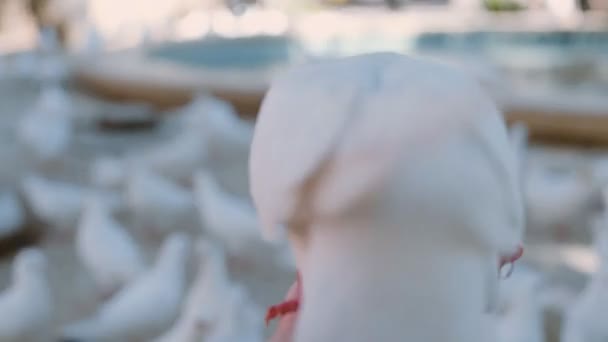 Волнующие приключения брюнеток во время летних каникул
 - Кадры, видео