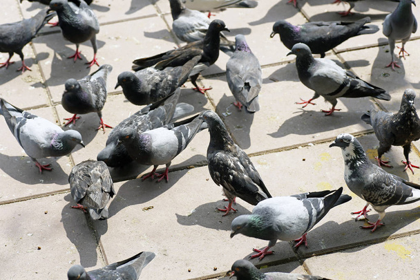 Yerdeki güvercinler dışkı ve kötü koku sorununa neden oluyor. - Fotoğraf, Görsel