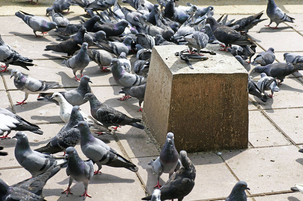 piccioni sul pavimento causando escrementi e problemi di cattivo odore - Foto, immagini
