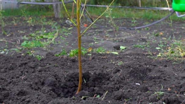 In slow motion, the farmer watering new tree in his garden - Materiał filmowy, wideo