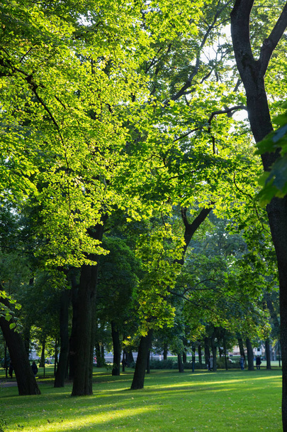 Ağaçlar ve yeşil otlarla dolu güzel bir yaz manzarası - Fotoğraf, Görsel