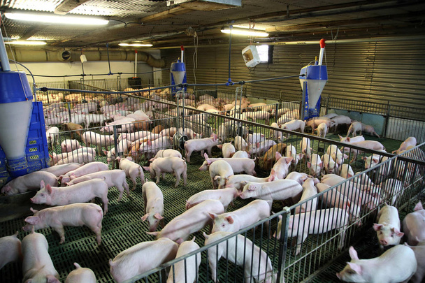 Вид зверху розведення свиноферми всередині
 - Фото, зображення