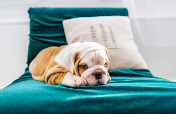 English Bulldog puppy in the chair - Photo, Image