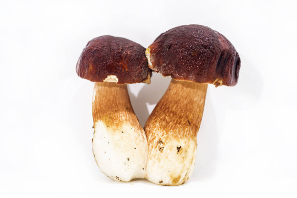 Autumn mushrooms collection. - Foto, immagini