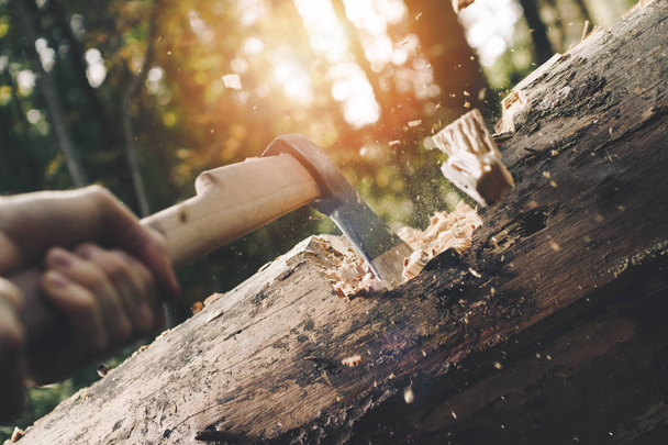Woodcutter holds ax in his hands and chops down fallen tree in forest, wood chips fly apart. Sunlight effect - Photo, Image