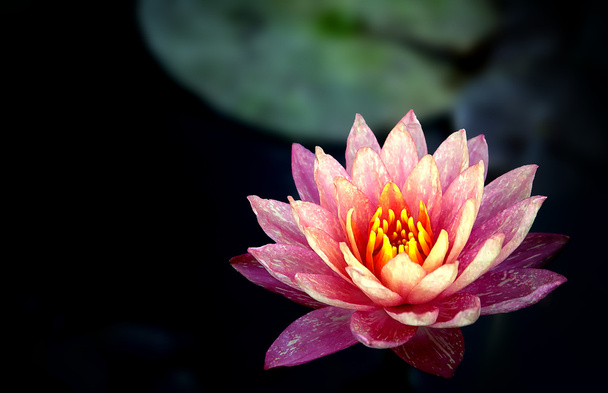 Thaise violet lotus - Foto, afbeelding