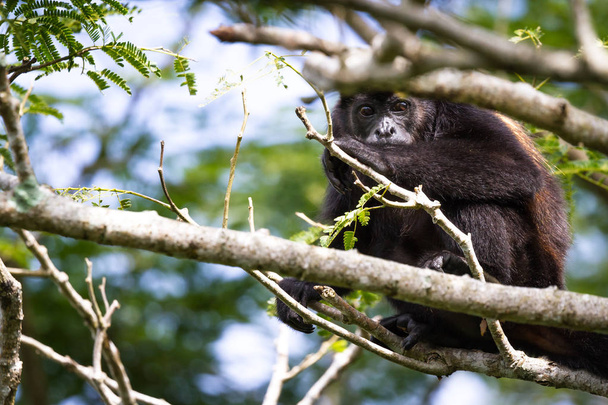 wycie małpa w Kostaryka  - Zdjęcie, obraz