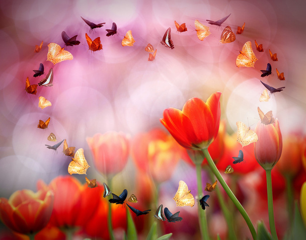 Цветные тюльпаны
 - Фото, изображение