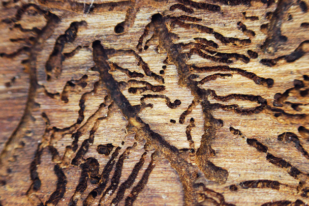 twisting courses on the back side of the spruce bark as a result of the life activity of larvae of bark beetles Scolytinae. macro - Photo, Image