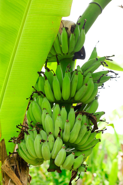 grüne unreife Bananen in Thailand  - Foto, Bild