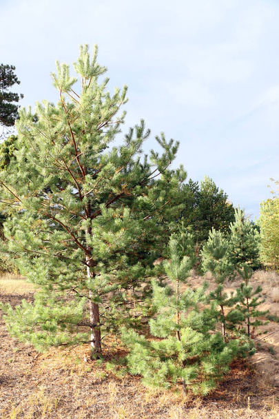 Beautiful pine forest - Foto, Imagen
