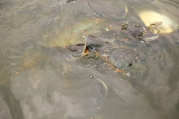 Pangasius peixes no rio
 - Foto, Imagem