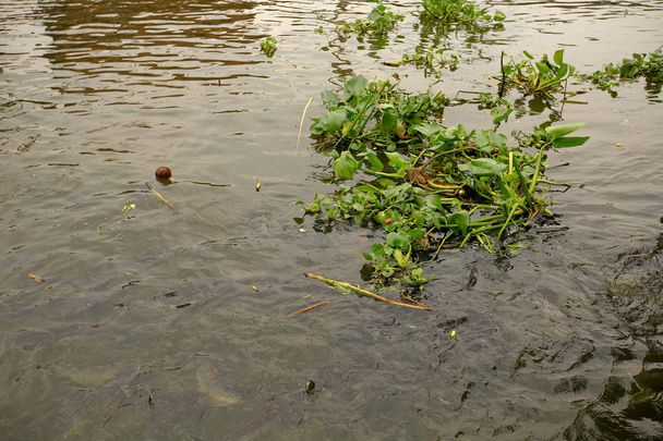 Νερό Υάκινθος φυτό που επιπλέει στο ποτάμι - Φωτογραφία, εικόνα