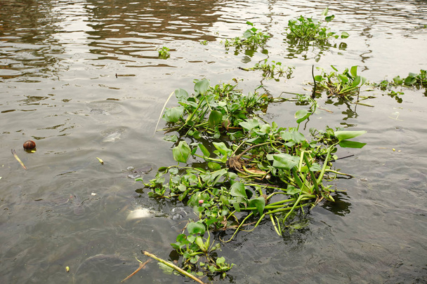 Νερό Υάκινθος φυτό που επιπλέει στο ποτάμι - Φωτογραφία, εικόνα