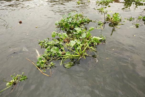 planta de jacinto de agua flotando en un río
 - Foto, imagen