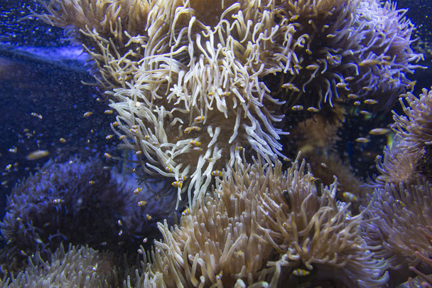 Ocellaris clownfishes swimming in the magnificent sea anemone - Photo, Image