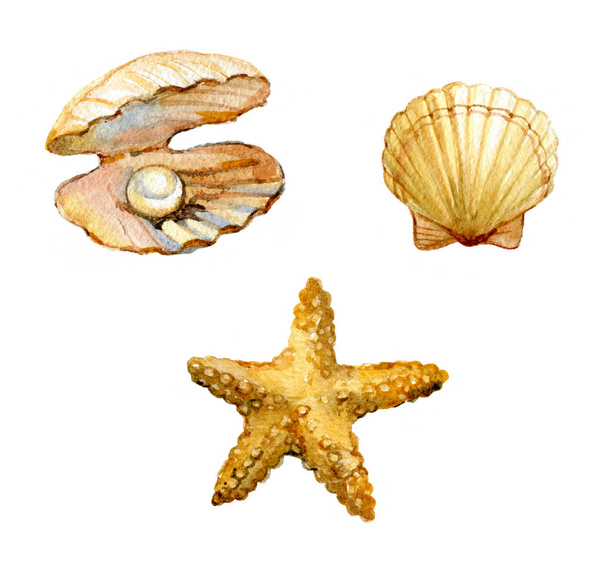 Conjunto de conchas de mar, estrella de mar, concha con una perla aislada sobre fondo blanco, acuarela ilustración
 - Foto, Imagen