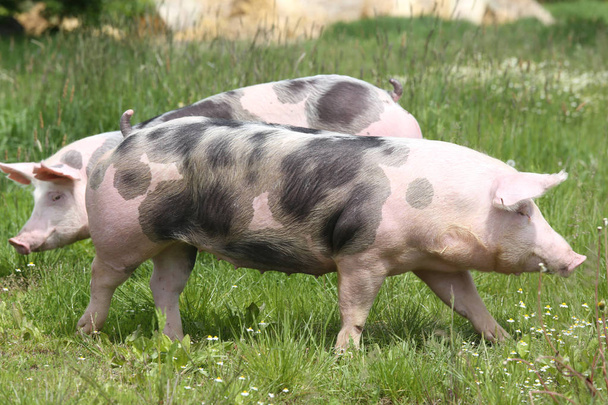 Joven cerdo pietrano doméstico manchado con manchas negras
  - Foto, imagen